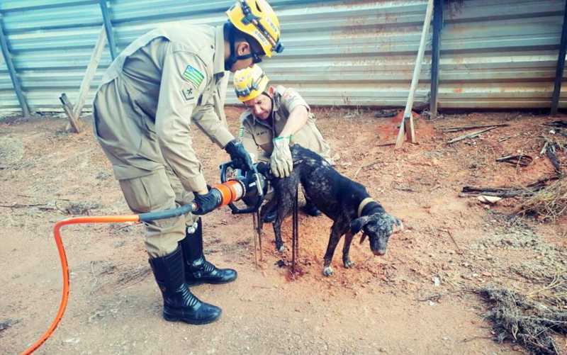 Bombeiros resgatam cachorro preso em armações de ferro em construção de Caldas Novas, GO