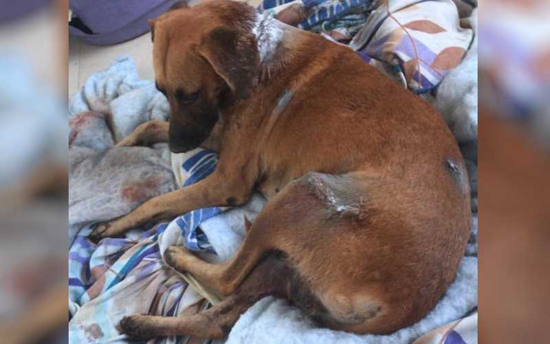 Moradores denunciam que cachorros estão sendo mutilados em Trindade, GO