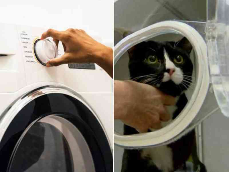 Gato fica preso em máquina de lavar ligada e sobrevive; por 35 min