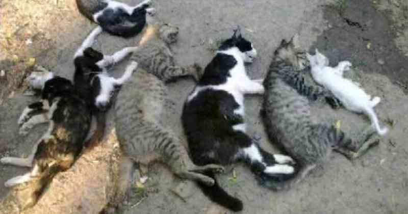 ‘Não quero mais ter bichos’, diz mulher que teve seis gatos envenenados em Campo Grande, MS