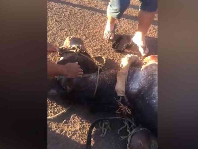 Cavalo é filmado desmaiado em rua após puxar carroça com 5 pessoas em Dourados, MS