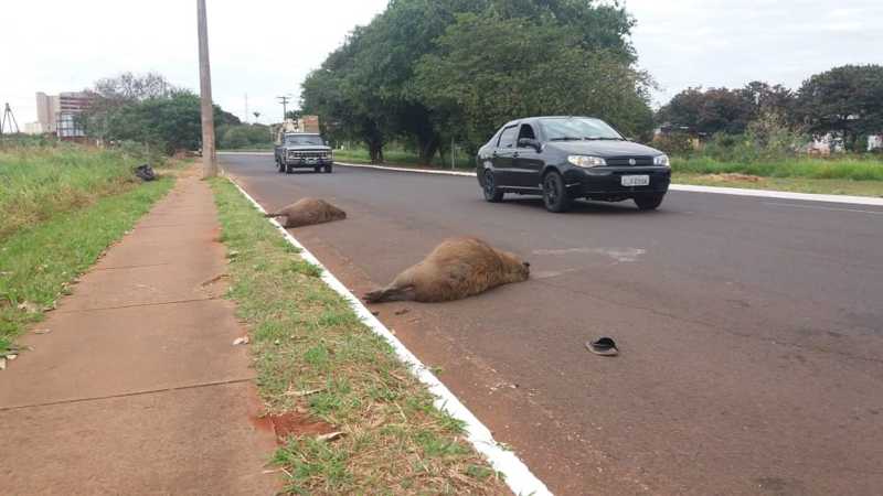 Duas capivaras morrem atropeladas em avenida movimentada de MS