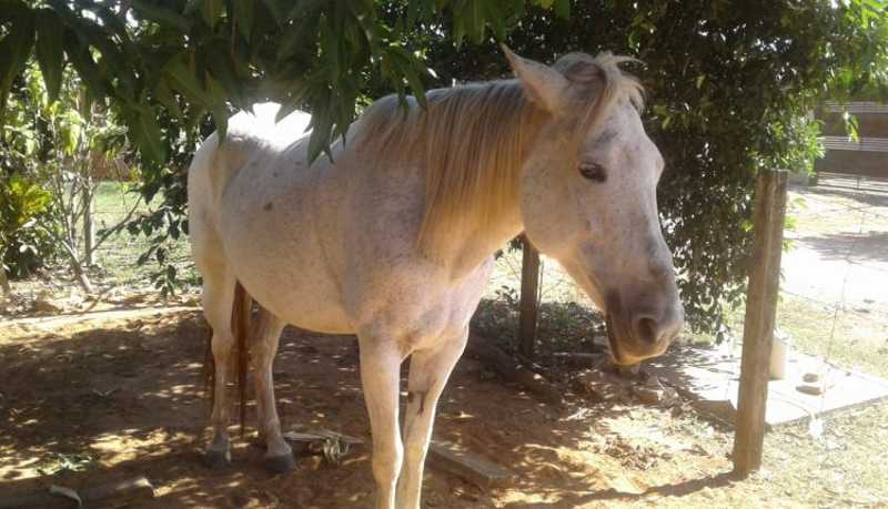 Égua é abandonada a ‘própria sorte’ e moradores procuram tutor no Jardim Centro Oeste, em Campo Grande, MS