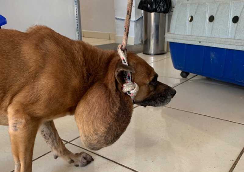Vaquinha online tenta arrecadar fundos para pagar cirurgia de cadela com abscesso no pescoço