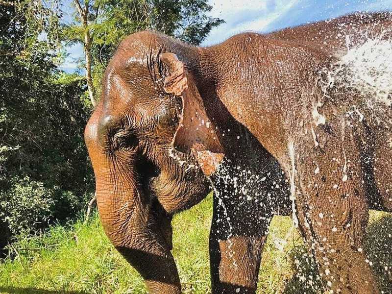 Resgatada de circo, elefanta Guida morre no Santuário de Elefantes em MT
