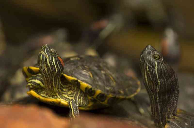 5.255 tartarugas descobertas na bagagem de dois viajantes em Kuala Lumpur, Malásia