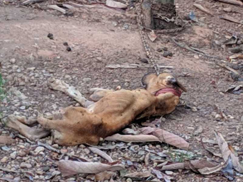 Homem é autuado por maus-tratos após cachorro morrer em Marabá, PA