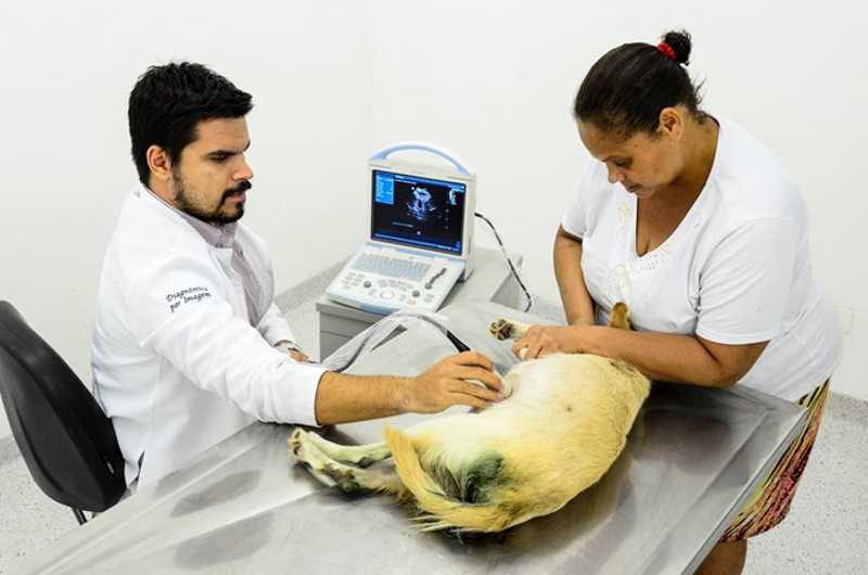 Aberta agenda de junho para castração no Hospital Veterinário do Recife