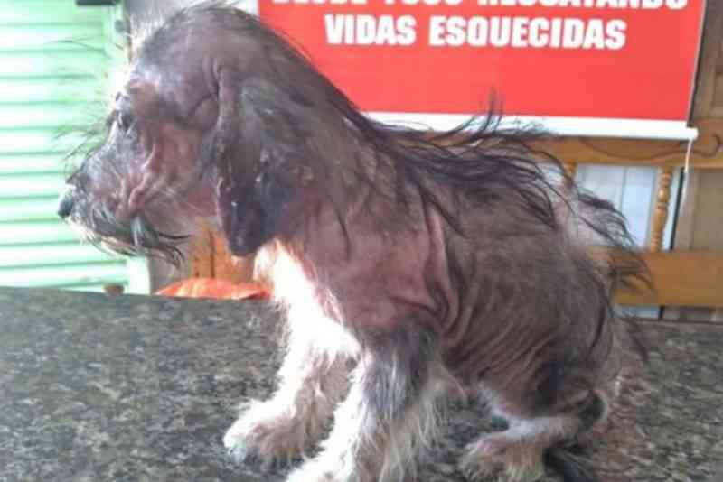 Cachorro é abandonado dentro de bueiro em Paranavaí, PR