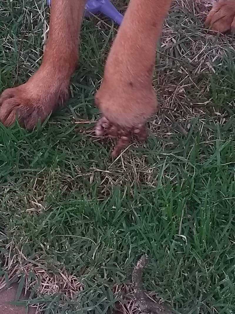 Internauta pede ajuda para cão com grave ferimento na pata, em Cascavel, PR