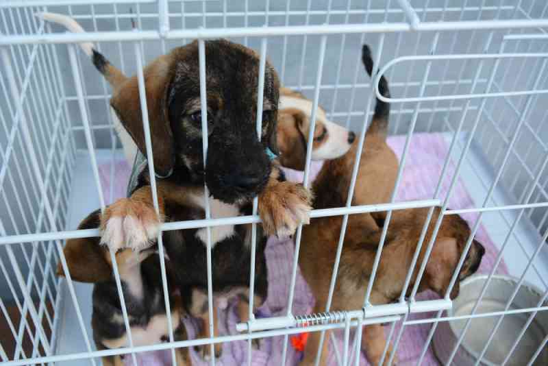 CCJ aprova projeto que proíbe venda de cães e gatos em pet shops e clínicas no Paraná
