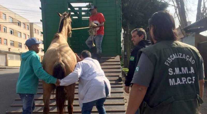 Cavalo que era usado para puxar carroça é apreendido em Curitiba, onde tração animal é proibida