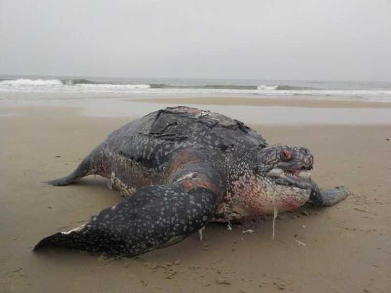 Tartaruga-de-couro é encontrada morta em praia de Pontal do Paraná