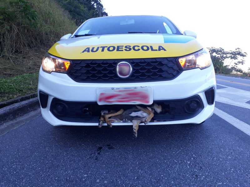 Cachorro é atropelado, fica preso no para-choque do veículo e sai ileso de acidente em Angra dos Reis, RJ