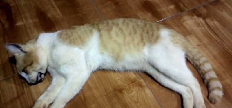 Polícia investiga suspeita de envenenamento de 30 cães e gatos em Campo Novo, RS