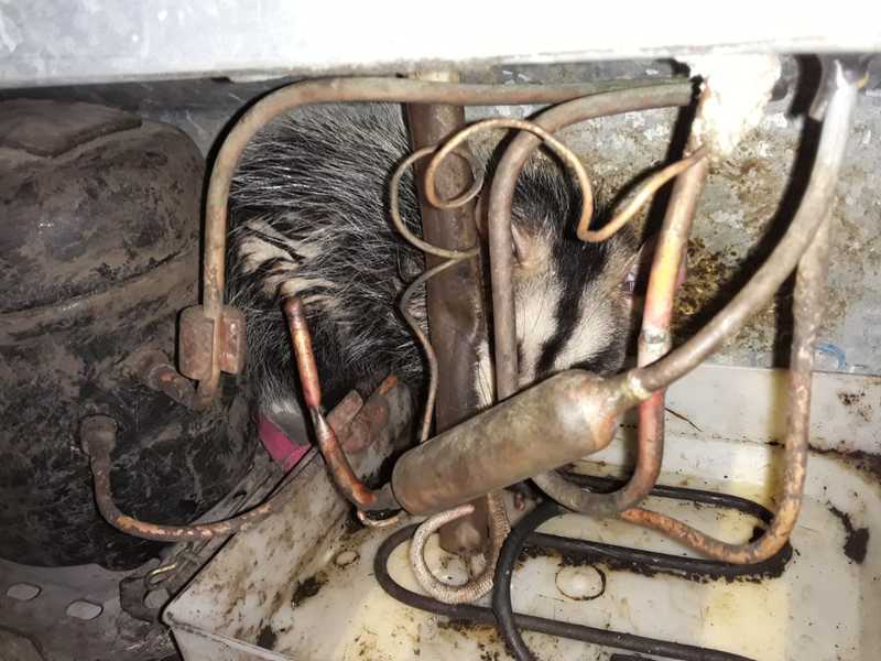 Gambá é resgatado de dentro de motor de geladeira em Porto Alegre