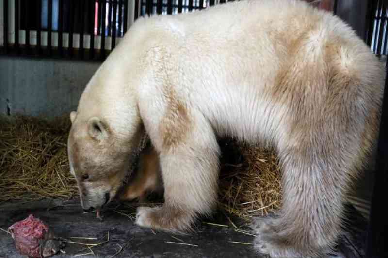 Ursa polar perdida é levada a zoológico da Sibéria para ser tratada