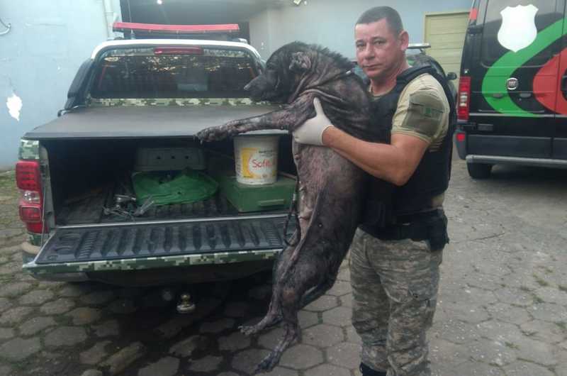 Animal foi levado para atendimento em uma clínica veterinária — Foto: Prefeitura de Balneário Camboriú/ Divulgação