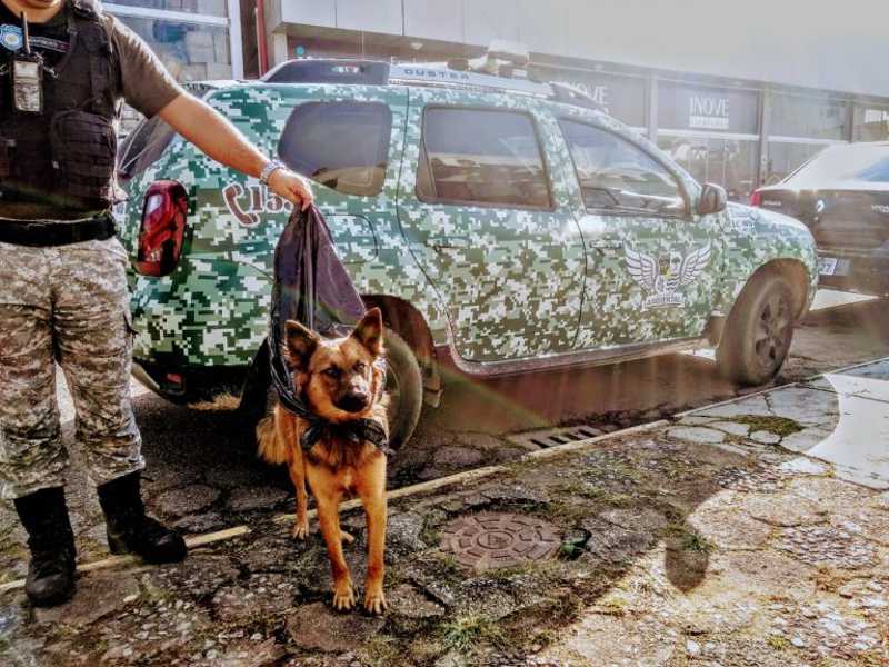 Preso depois de amarrar saco plástico na cabeça de cachorro em Balneário Camboriú, SC