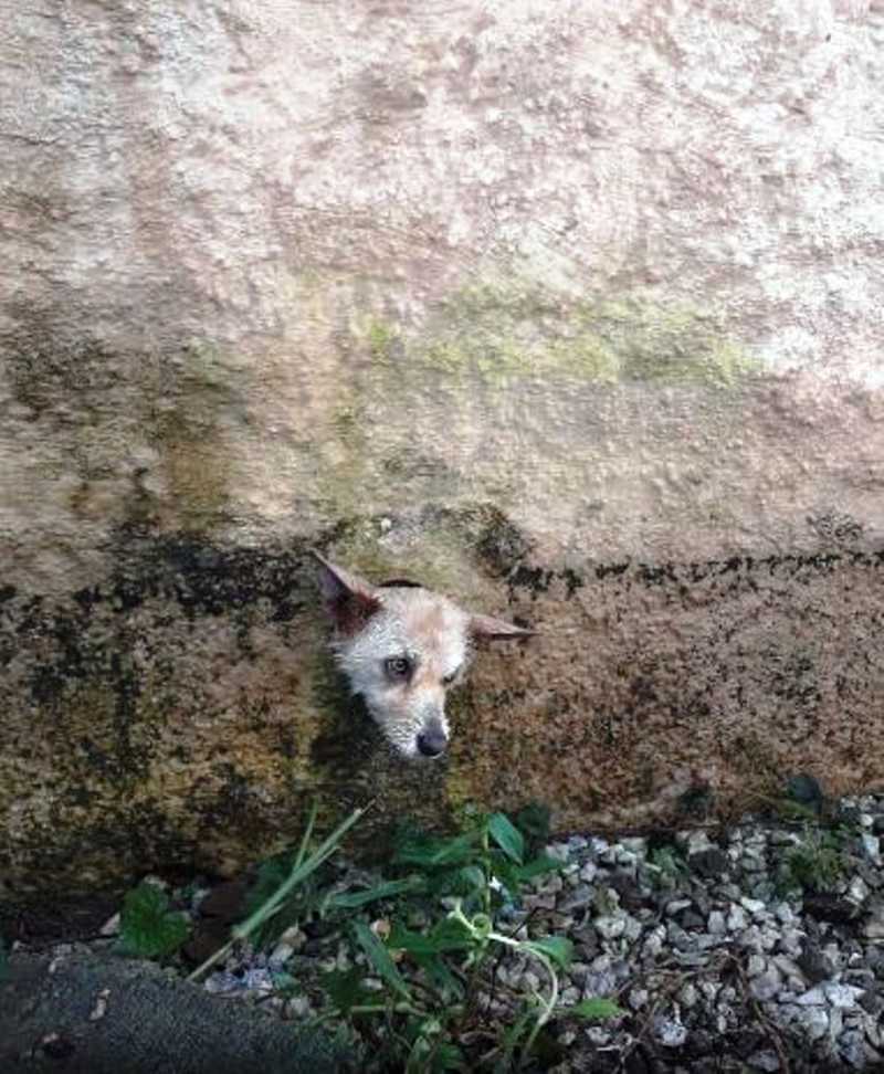 Cachorro é resgatado após ficar com a cabeça presa em buraco de muro em Brusque, SC