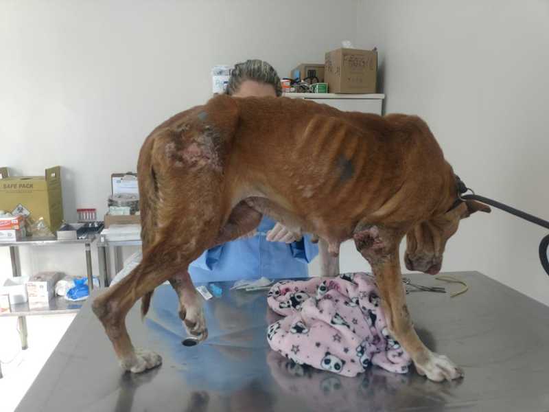 Desnutrida e com lesões, cadela é resgatada em Florianópolis