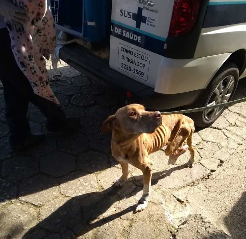 Cadela é resgatada vítima de maus-tratos na capital — Foto: Diretoria do Bem Estar Animal (Dibea)