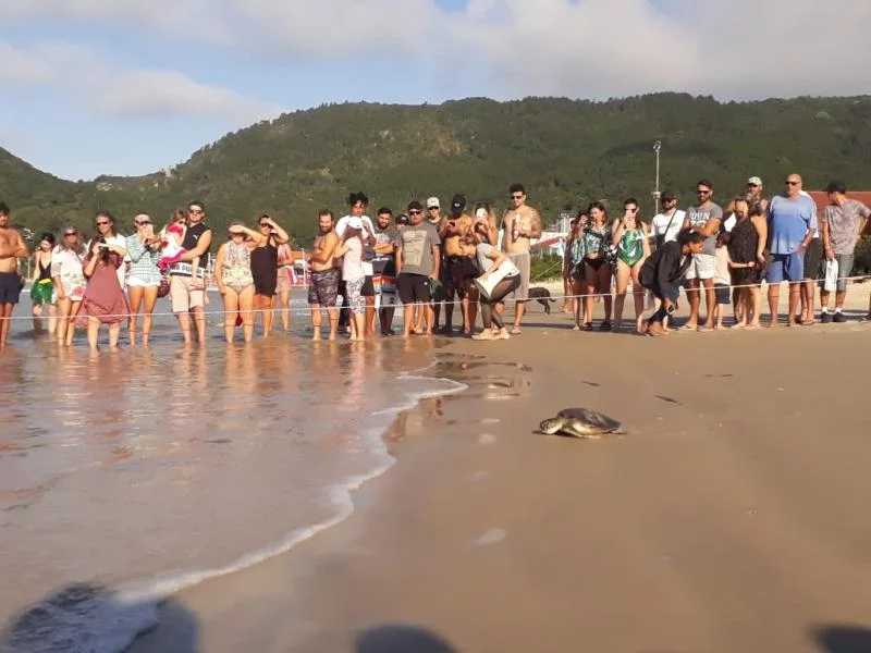 Tartarugas capturadas por redes de pesca são soltas no mar, em Florianópolis