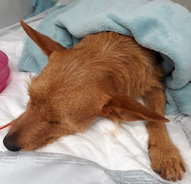 Casal suspeito de castrar cachorro da vizinha sem anestesia leva multa de R$ 6 mil em Araraquara, SP