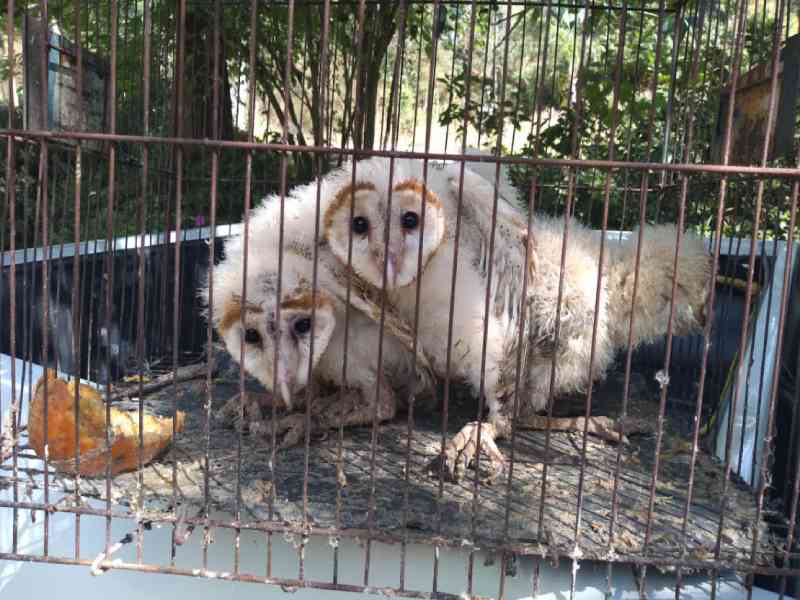 Filhotes de corujas são resgatadas após serem abandonadas dentro de gaiola em Pindamonhangaba, SP