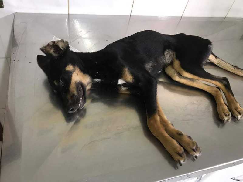 Ativistas socorrem cachorros com sinais de maus-tratos e mais de 100 carrapatos em Bariri, SP