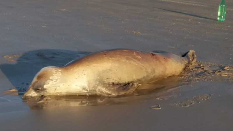 Foca morre após ser encontrada com linha de anzol na boca em praia de SP