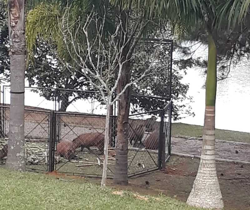 Capivaras são atraídas em armadilha para abate em condomínio de Itatiba — Foto: Divulgação