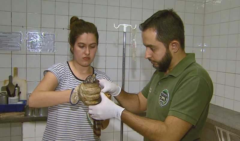 Animais atropelados são tratados no Zoológico de São Carlos — Foto: Reprodução/EPTV