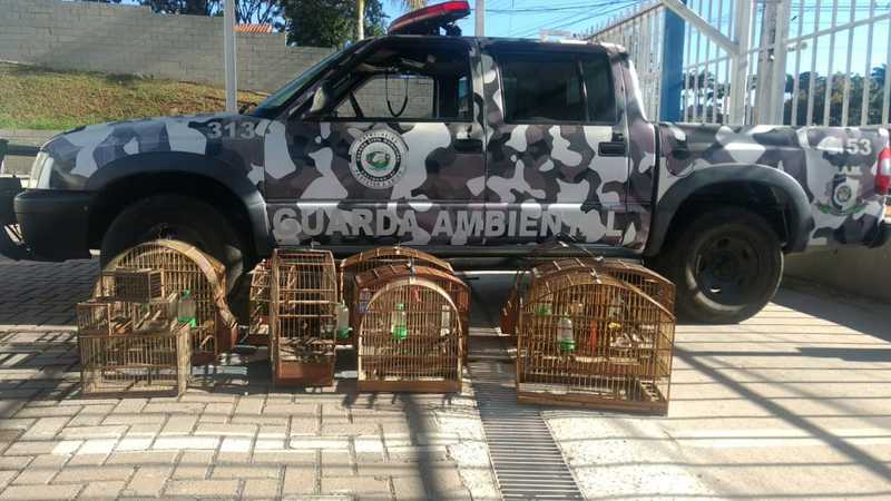 Após denúncia, Guarda detém suspeito de crime ambiental e apreende 10 pássaros em Valinhos, SP