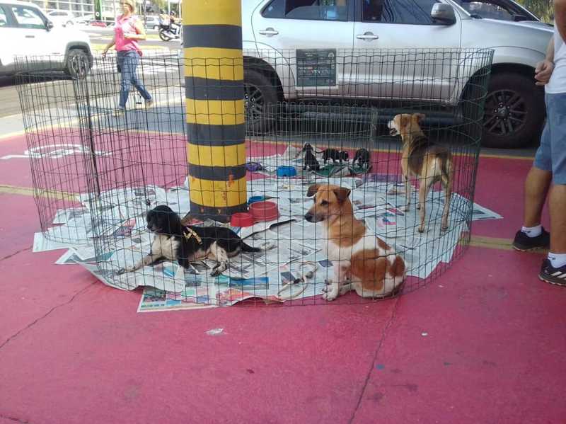 Prefeitura de Marília (SP) promove evento de adoção de animais em parceria com clínica