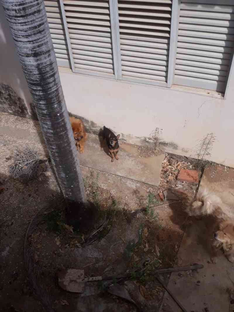Moradora denuncia maus-tratos após cães ficarem sem comida em casa fechada em Tocantins