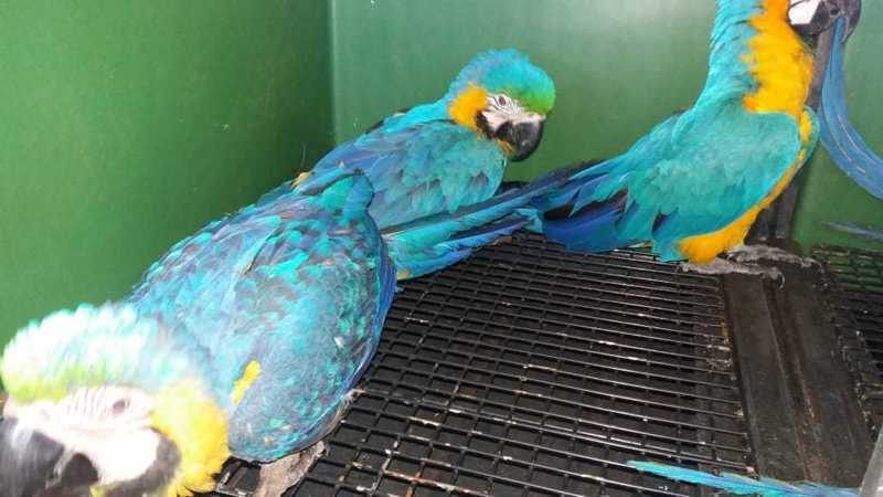 Araras, veado e seriema resgatados com ferimentos são levados para centro de fauna em Palmas, TO