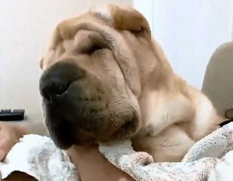 Dentista que teria provocado morte de cadela diz que queria apenas afastar animal