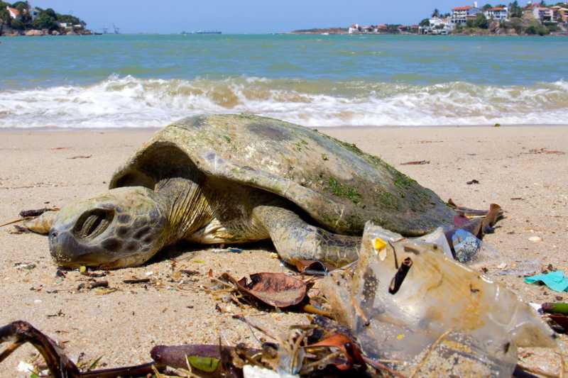 Copo e sacola encontrados no intestino de tartaruga-verde mostram os riscos de poluir a água com plástico