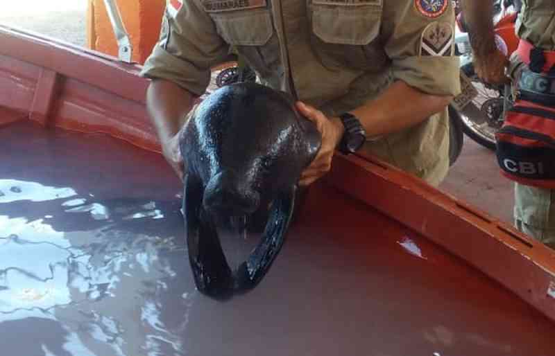 Filhote de peixe-boi é resgatado por ribeirinho no interior do AM