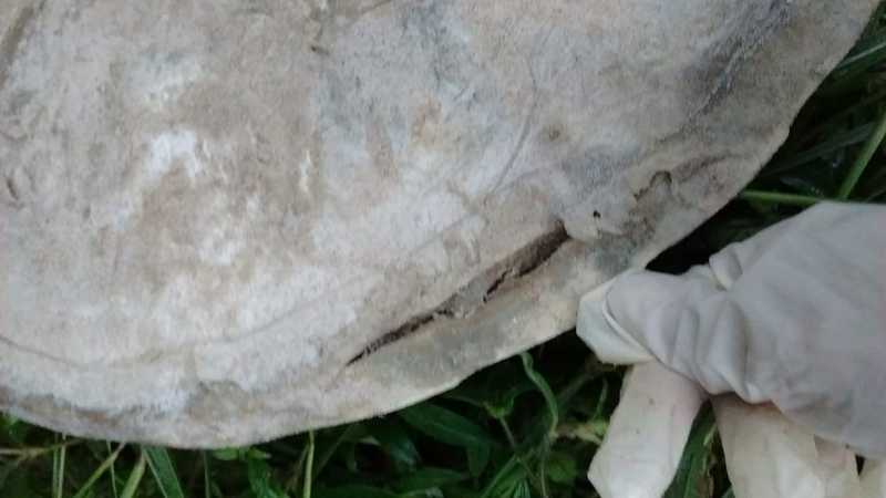 Tartaruga estava com marcas na lateral da carapaça — Foto: Divulgação/Projeto A-mar