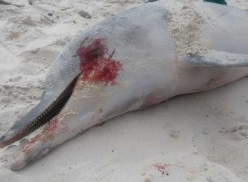 Golfinho é encontrado morto; animal pode ter ficado preso em rede em Itaparica, BA