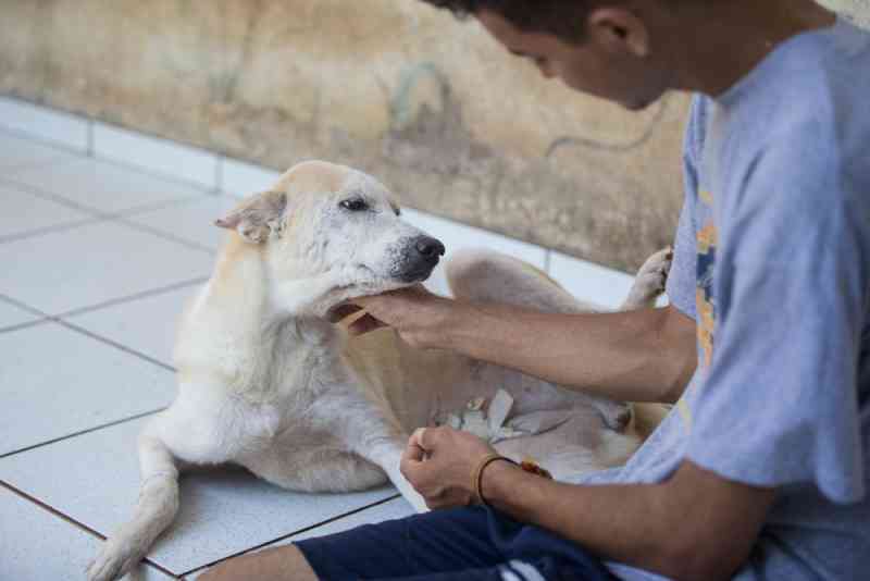 Abrigo São Lázaro acolhe animais vítimas de maus-tratos em Fortaleza; conheça algumas histórias