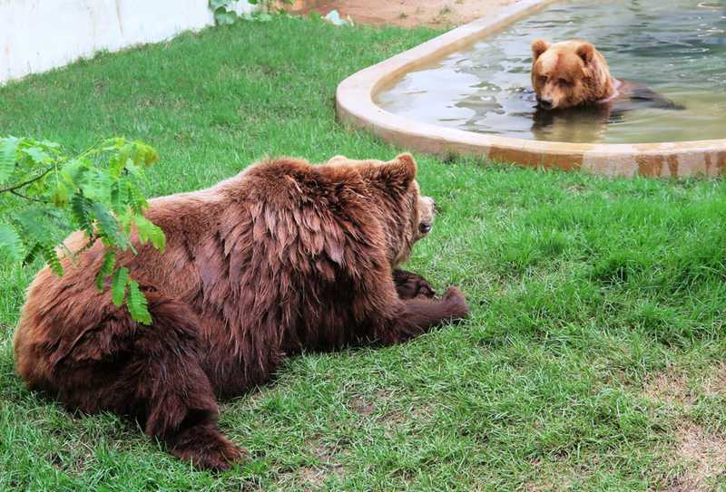 Acordo garante transferência de ursos Dimas e Kátia de zoológico no CE para santuário em SP