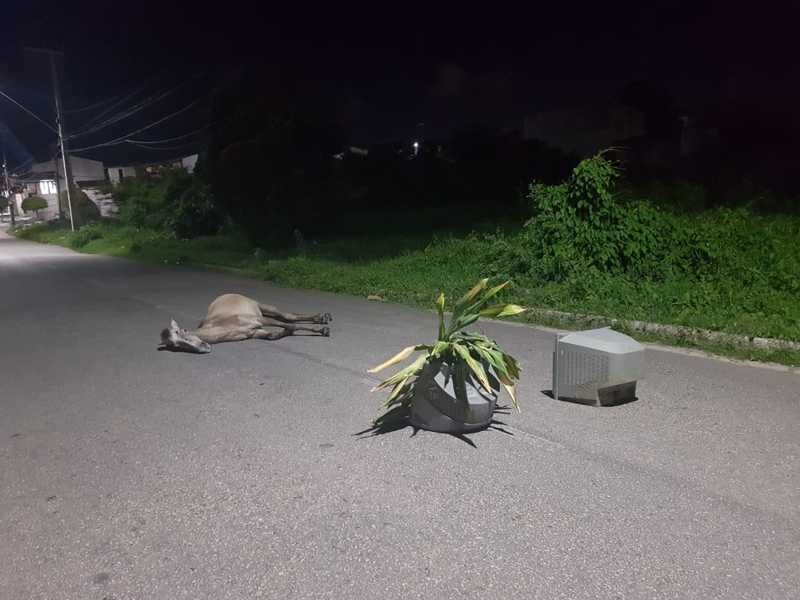 Veículo atropela cavalo e animal fica agonizando por mais de oito horas em avenida de Fortaleza