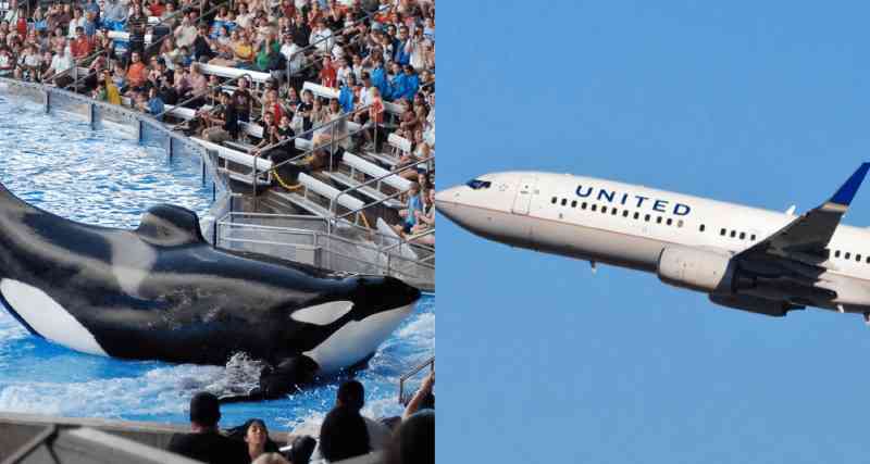United Airlines apenas corta todos os laços com o SeaWorld