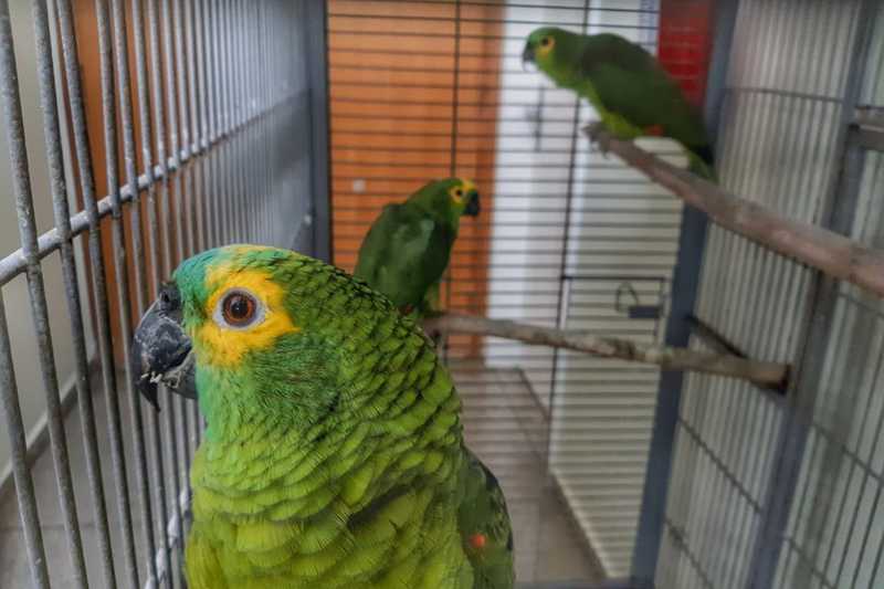 Tráfico de aves: cinco papagaios-verdadeiros são resgatados no DF