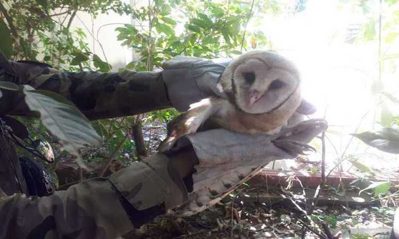 Coruja é resgatada após ficar presa em galhos de árvore em Sobradinho, DF