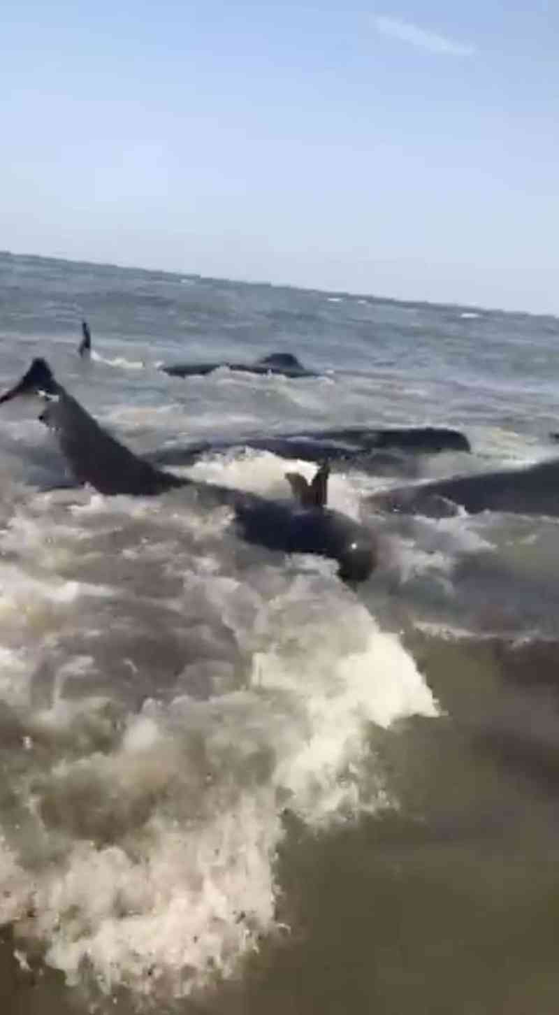 Toda a praia vem junto para salvar dezenas de baleias que chegaram à costa