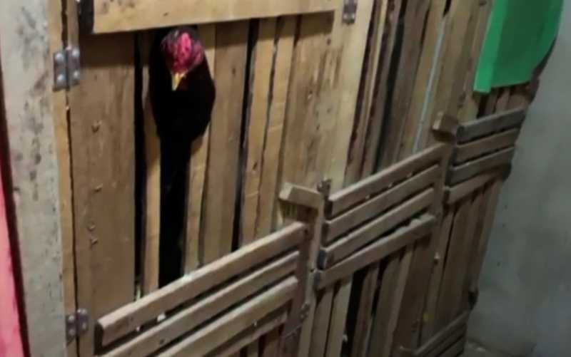 PM localiza ‘arena’ para rinha de galos, prende homem e apreende mais de 130 aves em Valparaíso de Goiás, GO